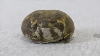 アメフクラガエルの寝顔が可愛い💕The frog is sleeping!