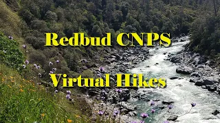 Redbud Virtual Hikes - Buttermilk Bend Trail - Nevada County, CA