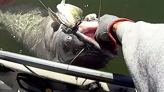 Hooking SUMO Size Catfish At EXTREME Depths