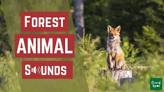 Forest Sounds | Top 8 different forest animal sounds