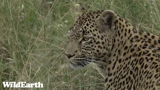 WildEarth - Sunset Safari -29 April 2023