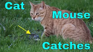 Cat Catches Mouse Graphic