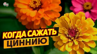 Когда сажать рассаду циннии