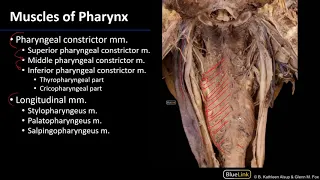 Larynx and Pharynx - Pharyngeal Muscles