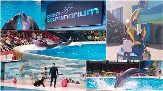 Dubai Dolphinarium- Dolphin and Seal Show l PART 1 Full Show l UAE l