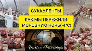 Суккуленты. Как мы пережили морозную ночь(-4°С).