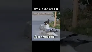 보면 화가 풀리는 동물들