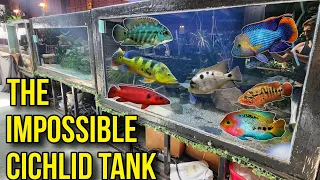 People say this 1,000g Tank is IMPOSSIBLE!! South/Central American Cichlids