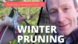 How to Start a Vineyard Part 16 - Winter Grape Pruning Double Guyot method. Good, Bad and the Ugly