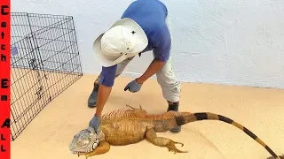 BIGGEST IGUANA CAUGHT in Florida! **WORLD RECORD**