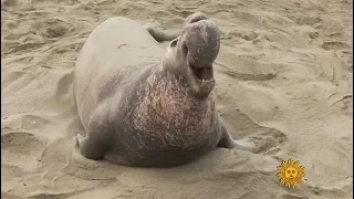 Nature: Elephant seals