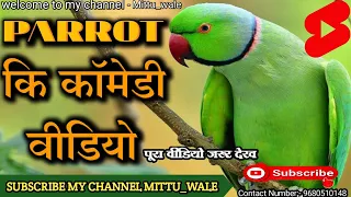 Parrot ki pyari comedy video || Amazing parrot comedy