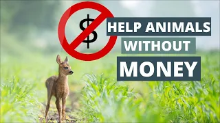 18 Ways To Help Animals Without Spending Money