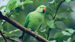 Indian ringneck contact calls / kauluskaijan ääniä