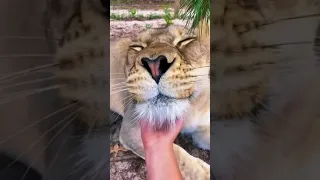 Big Cat Chin Scratches & Boops! AMAZING. Made By Safari Sammie. AnimalZ.