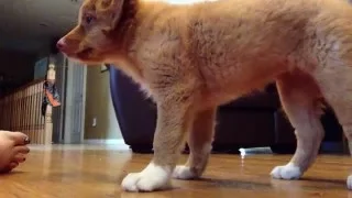 Duck Toller Puppy Learning Sit