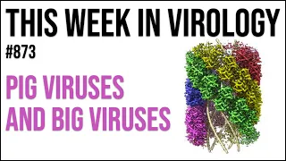 TWiV 873: Pig viruses and big viruses