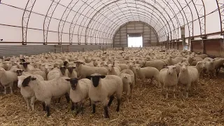 AgweekTV: COVID Hits Sheep Market