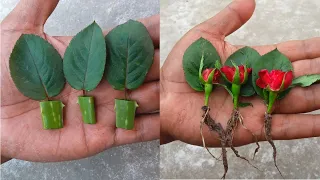 🔴Rose flower from rose leaves 🌹 growing red roses