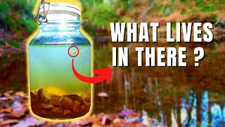 Making an ecosphere with a MYSTERY animal inside