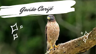 Gavião Carijó cantando - Rupornis magnirostris - Roadside Hawk