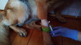 podłączenie kroplówki u psa