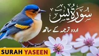 Surah Yasin ( Yaseen ) with Urdu Tarjuma |Quran Tilawat | Episode 0049| Quran with Urdu Translation