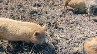 pigs plowing the community garden