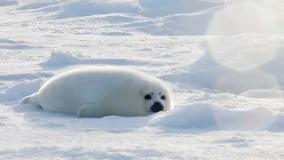 キラキラの逆光の中、太ったアザラシの赤ちゃんが、特に何もしていないです。