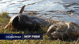 На Озерній у Хмельницькому масово вимирає риба. Перший Подільський 30.03.2021