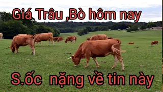 Giá trâu bò hôm nay- choáng váng giá từ các nước