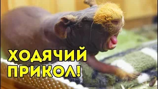 СМЕШНОЕ видео ПРО ЖИВОТНЫХ: ЛЫСАЯ МОРСКАЯ СВИНКА ВАЛИК