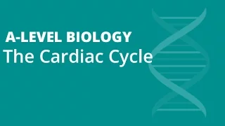 The Cardiac Cycle & Electrocardiograms (ECGs) | A-level Biology | OCR, AQA, Edexcel
