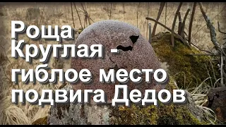 Роща Круглая - гиблое место подвига наших Дедов.