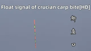 Float signal of crucian carp bite[HD]