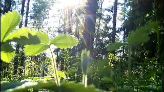 10 Hours | Sound of Nature - Forest 1 | ASMR, Birds, Nature