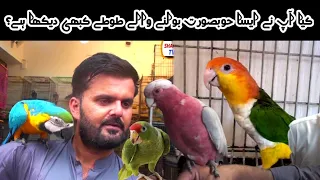 Exotic Talking Birds Amazon Grey Parrots Cocato & Exotic Birds Chicks in Saddar Birds Market