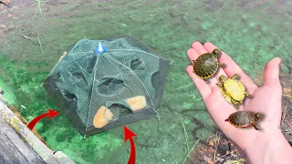 TURTLE TRAP CATCHES WILD POND BABIES!