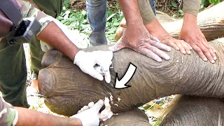 Heartwarming! Abscess popped from the elephant's leg while suffering from injury in the jaw