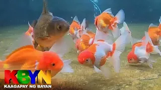 KBYN: Gold fish aabot sa sampung libo ang halaga