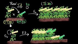 Independent assortment (dihybrid cross) | Heredity & Evolution | Khan Academy