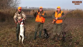 Шикарная охота на фазана с русскими спаниелями  Часть 1