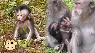 The baby monkey asked for milk many times but was ruthlessly stopped by the mother monkey