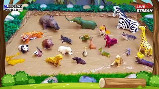 Animals for Kids to Learn | African Herbivore & Carnivore Animals Muddy Adventure Live