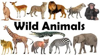 Wild Animals Name | Wild Animals | Wild Animals Name in Hindi to English |Jungle Animals Name