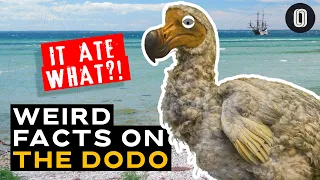 What Caused The Dodo Bird’s Extinction? And more!