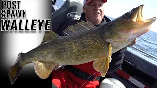 HUGE Post Spawn Walleye (Fishing Tips and Techniques)