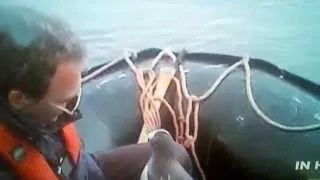 Penguin escapes killer whale by jumping in boat