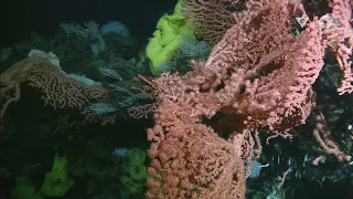 Expedition to Sur Ridge: Exploring deep-sea coral and sponge gardens just off Big Sur