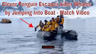 Clever Penguin Escapes killer Whales by Jumping Into Boat | Cheering Tourists in Antarctica | 2021.